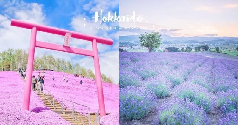 北海道花季 粉色芝櫻到紫色薰衣草 春夏一次看到飽的花季天堂 Popdaily 波波黛莉