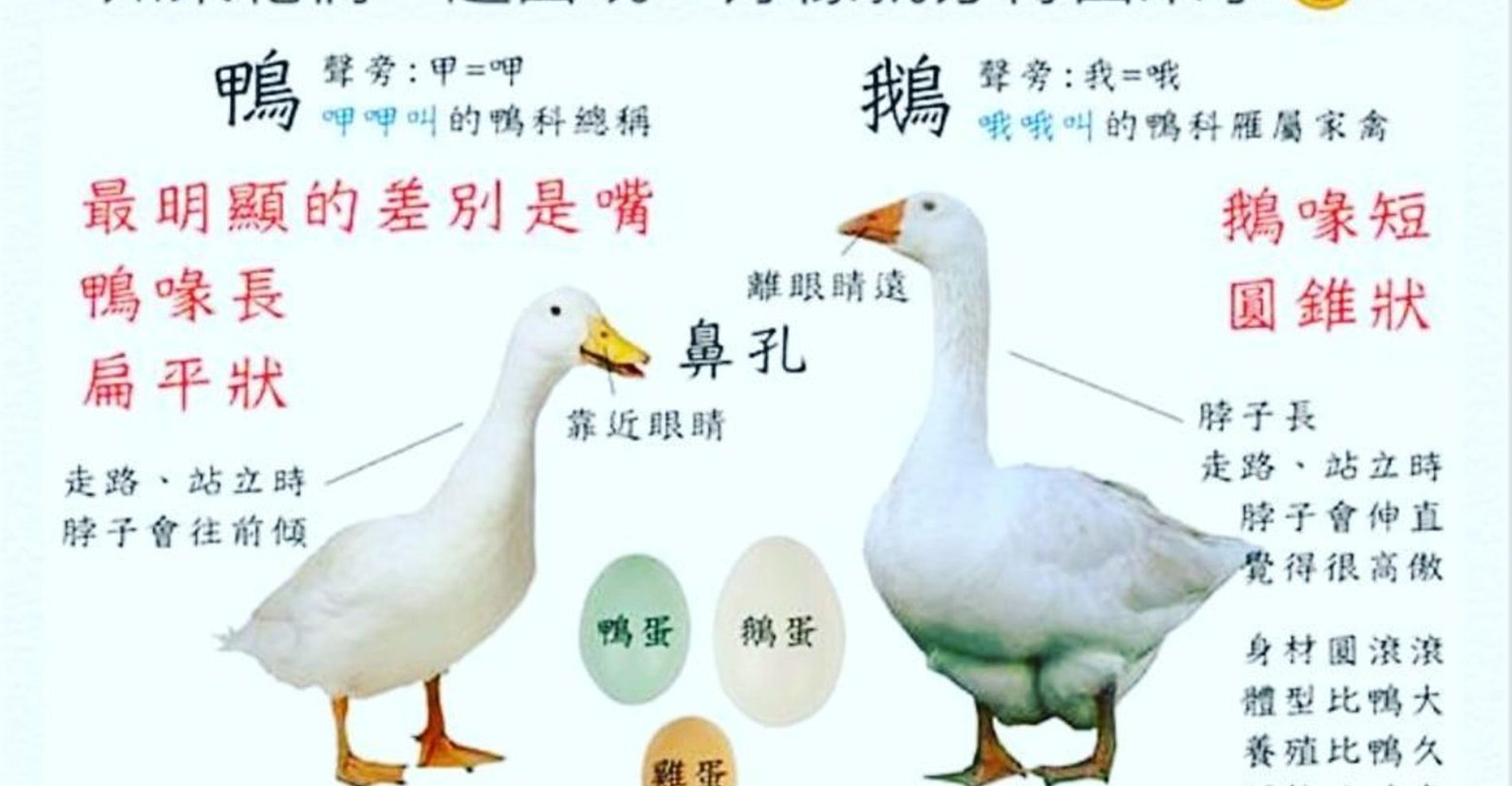 江苏省种质资源数据库－鹅