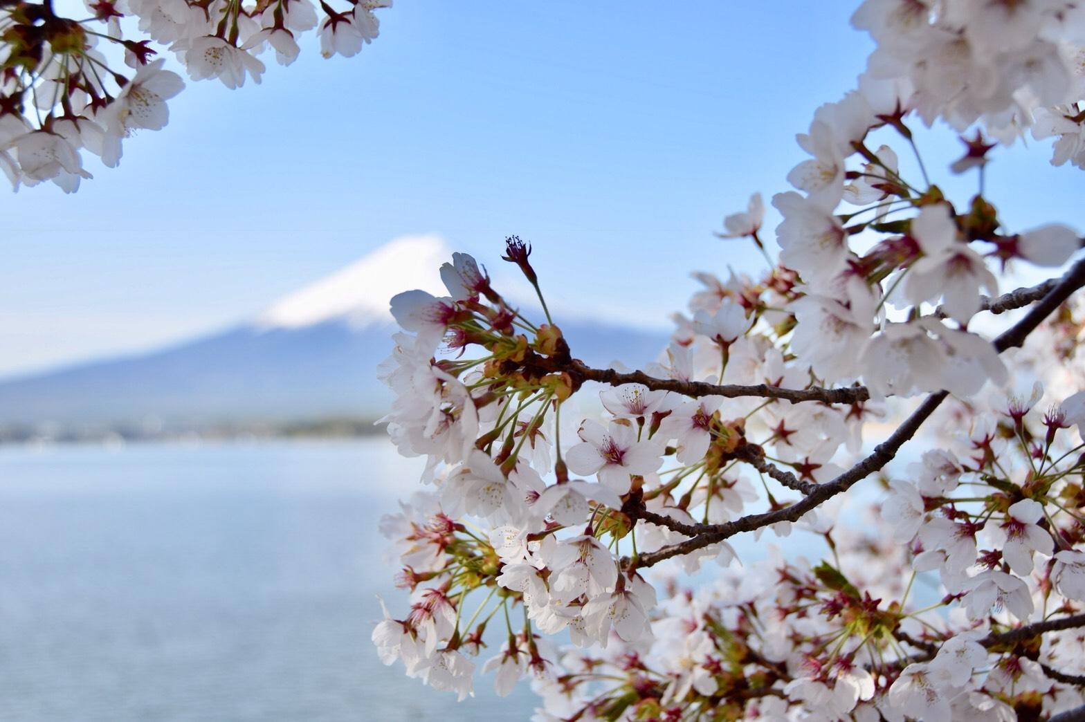 幸運看到絕美櫻花與富士山！