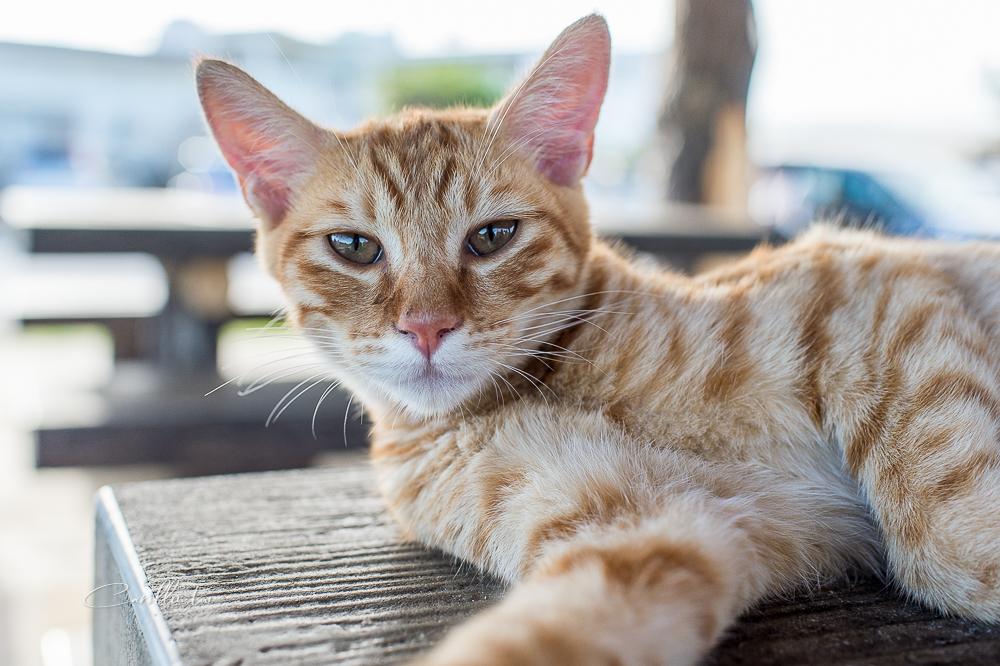 這隻橘子貓非常親人，但是對其他貓很兇...