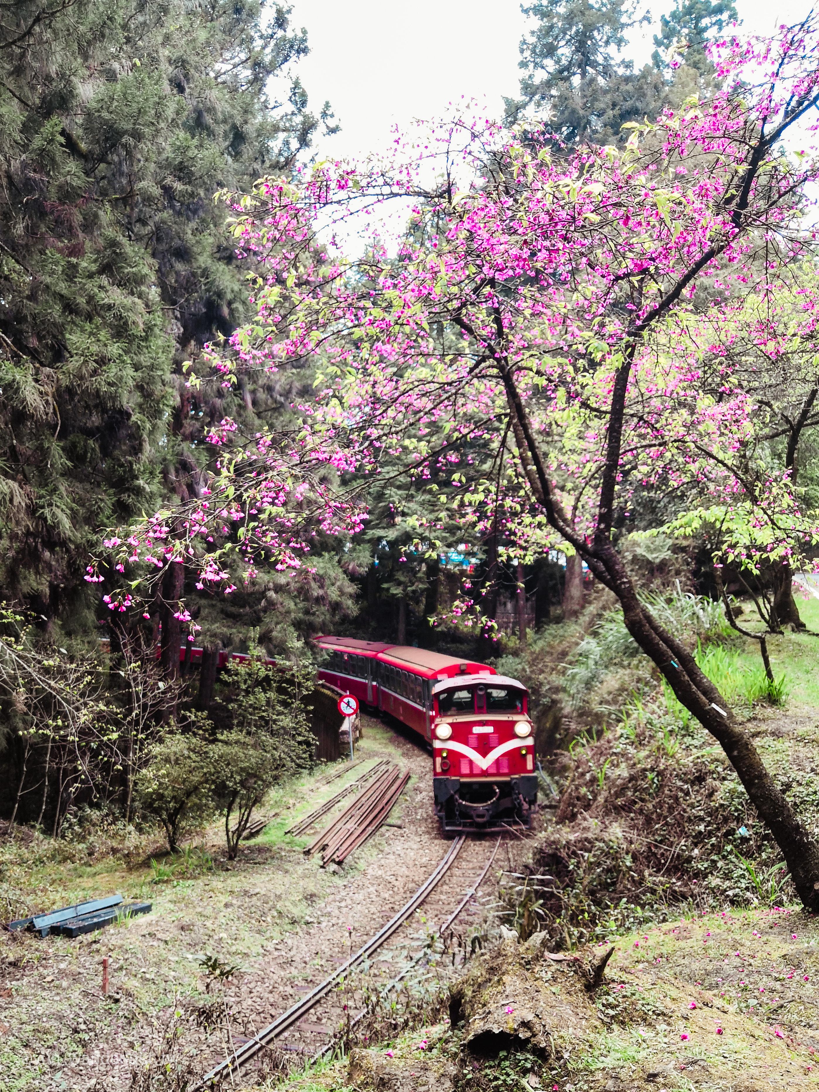 坡上的櫻花樹 (拍攝時間: 3月12日)