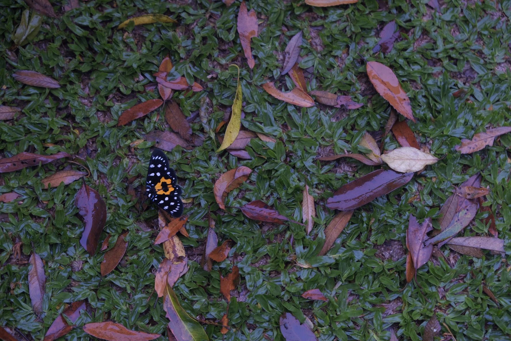 害怕昆蟲的你是否曾經好好欣賞過蝴蝶的花紋？