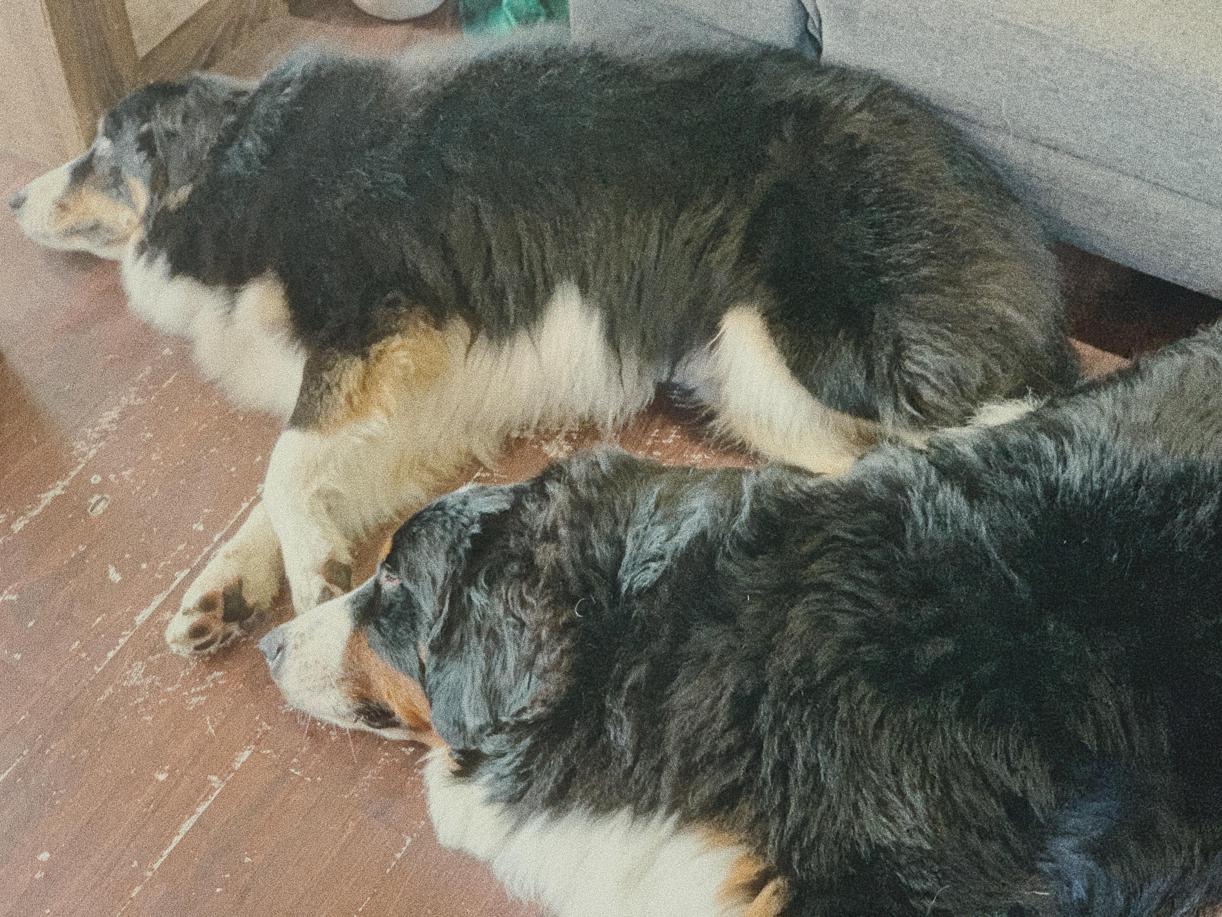(左上：圓仔花 /右下：秋森)圓仔花跟秋森喜歡依偎在一起，躺在店門口。