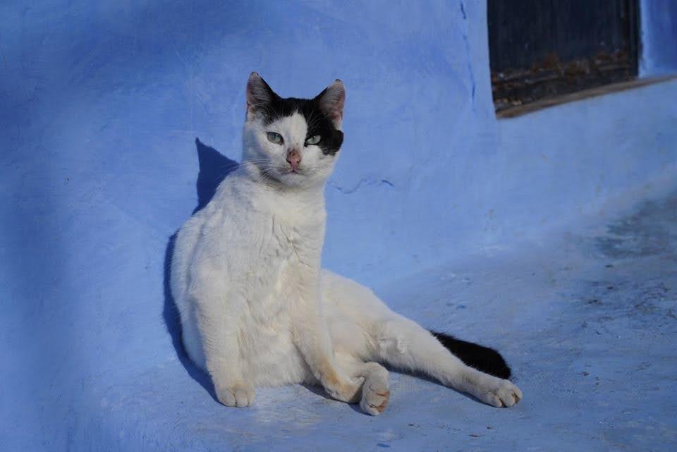 摩洛哥貓咪很傲嬌