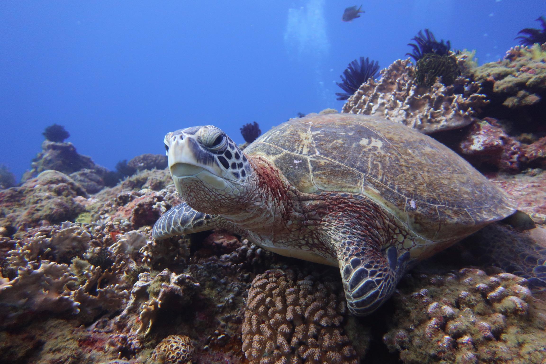 海龜為保護類動物，進行潛水活動時請勿觸摸。就讓我們一同靜靜欣賞。