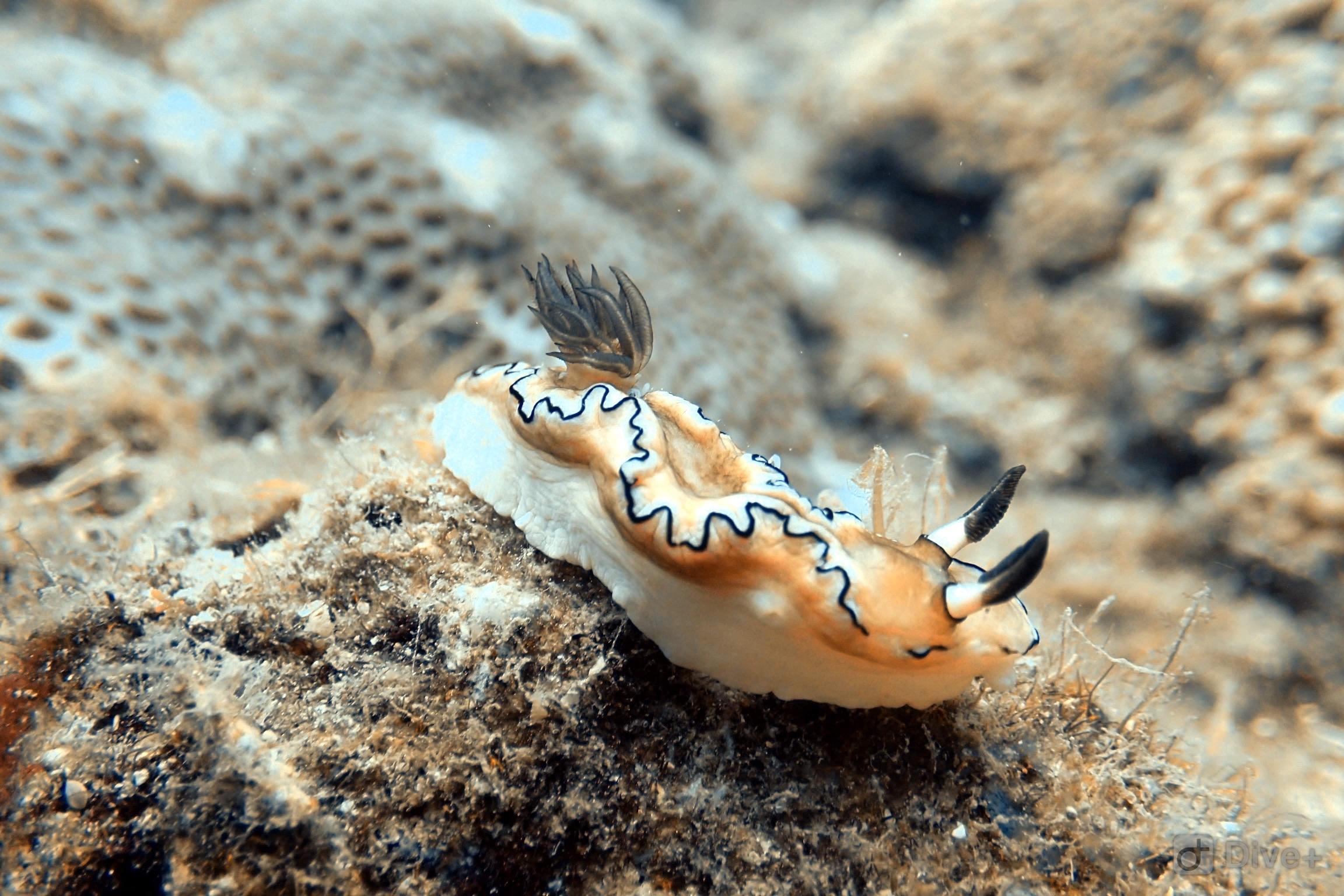海蛞蝓，潛水時總會發現一些新奇又奇妙的小生物。