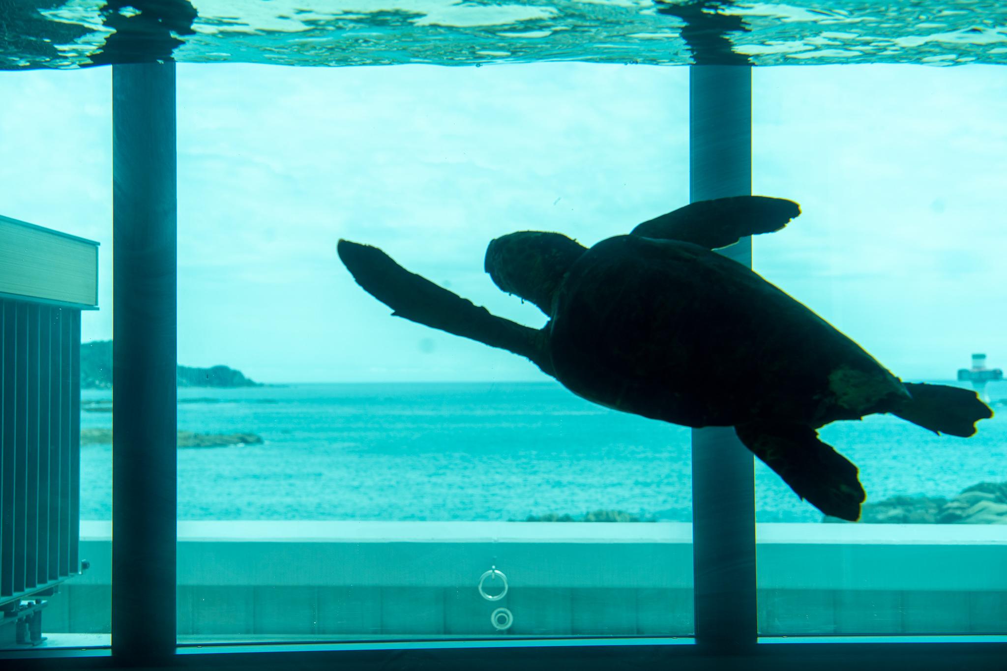 以太平洋為背景的海龜悠遊水缸