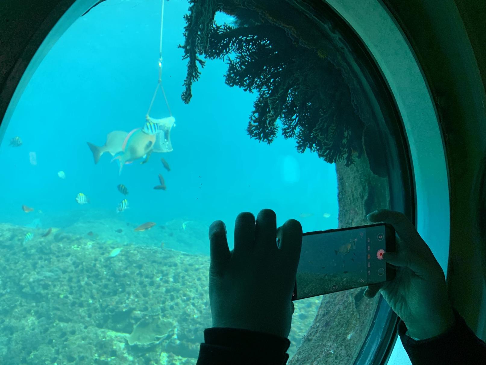 足摺海底館位於海水透明度極高龍串灣內，熱帶魚悠遊眼前