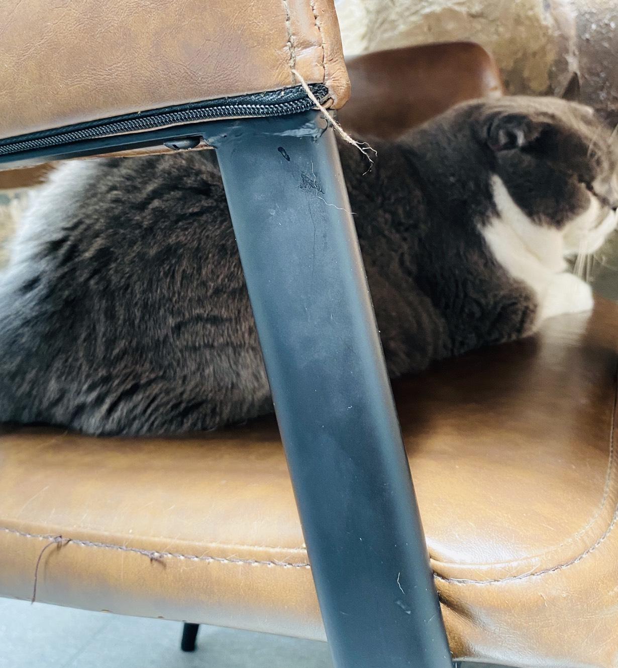 後來發現店貓窩在椅子上啊! 差點就一屁股坐下去