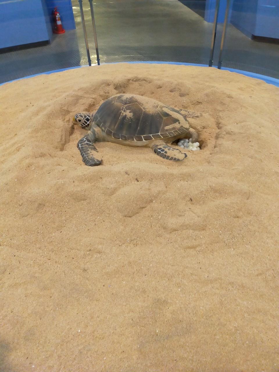 綠蠵龜產卵模型