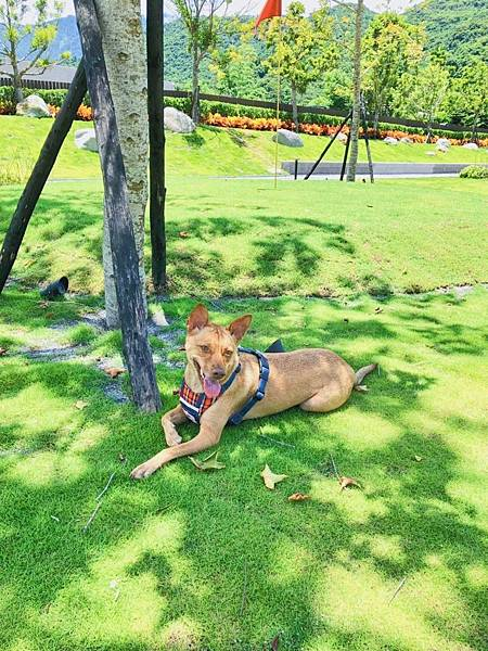 渡假村內有大大小小的草坪，其中這片是安球拉的最愛😍