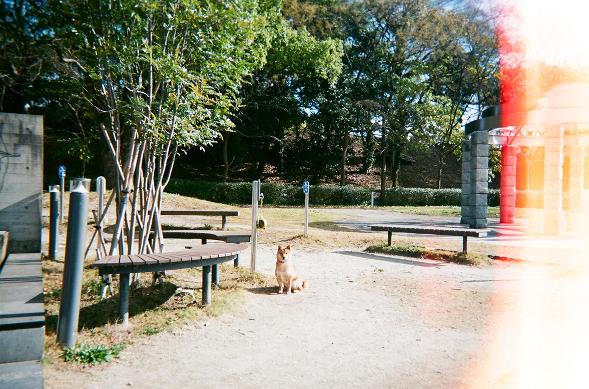公園的柴犬